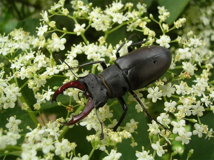 Slika /slike/Vijesti/3.7.2020. jelenak_Zvonimir Osvald.jpg